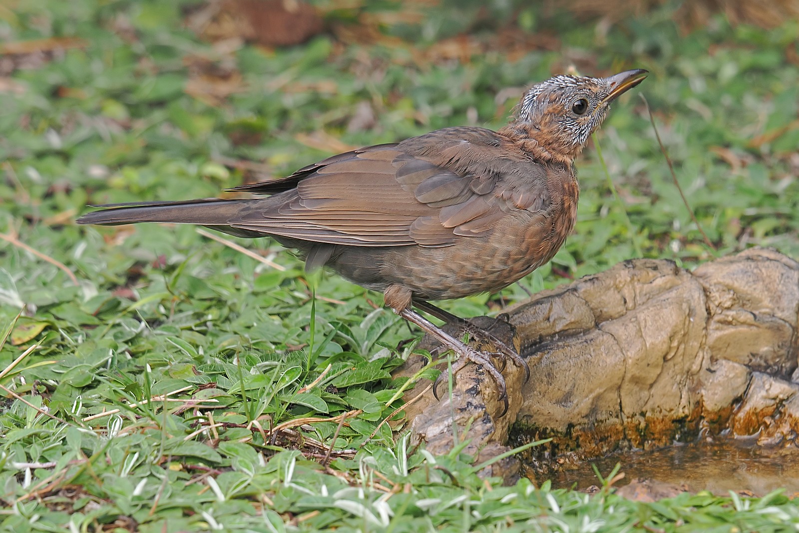 Nazwa:  5kos098129jf.jpg
Wyświetleń: 57
Rozmiar:  450,3 KB