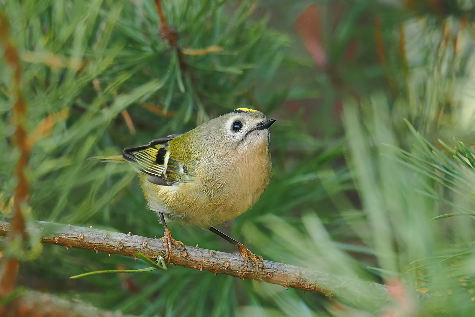 Nazwa:  mysikrólik155845jf.jpg
Wyświetleń: 316
Rozmiar:  264,0 KB