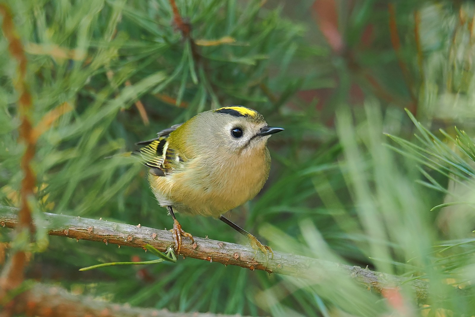 Nazwa:  mysikrólik155860jf.jpg
Wyświetleń: 315
Rozmiar:  302,3 KB
