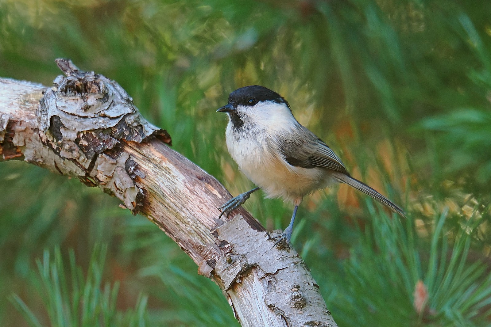 Nazwa:  czarnogłówka102955jf.jpg
Wyświetleń: 297
Rozmiar:  429,8 KB