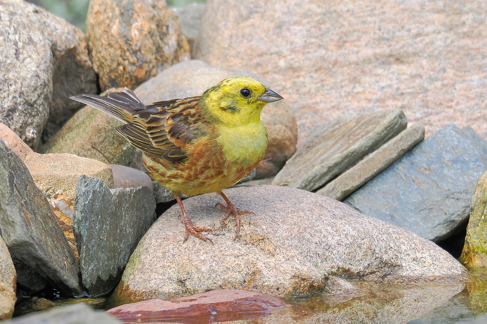 Nazwa:  trznadel034826jf.jpg
Wyświetleń: 278
Rozmiar:  578,8 KB