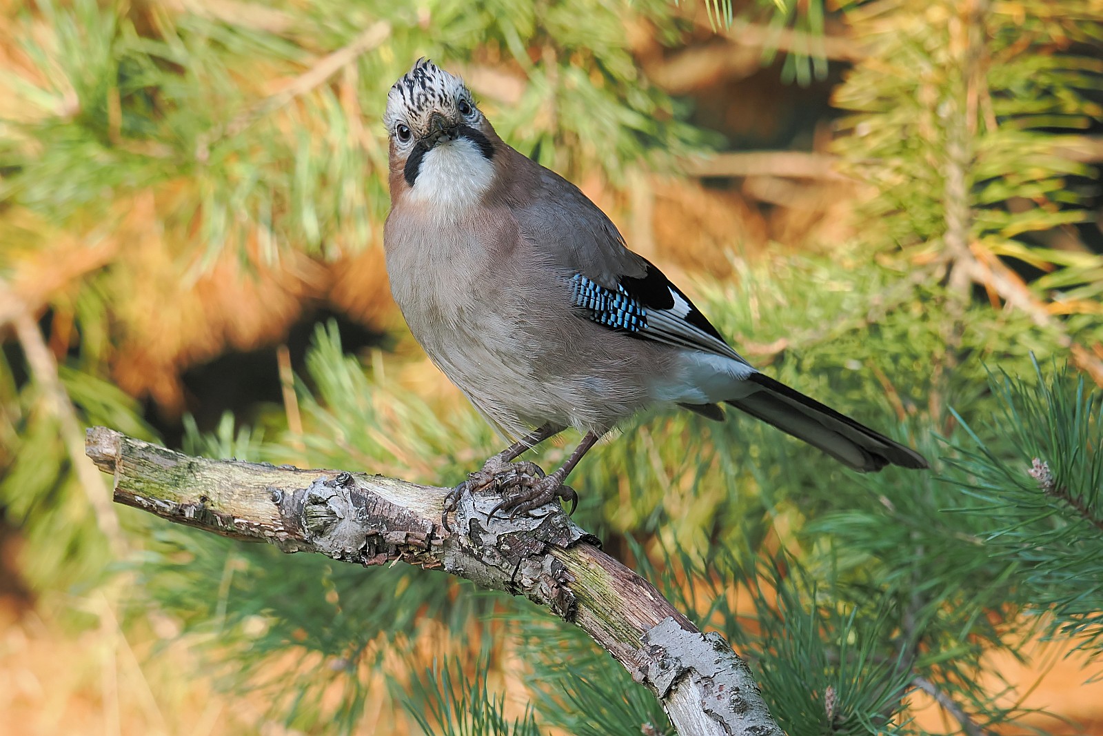 Nazwa:  sójka108254jf.jpg
Wyświetleń: 254
Rozmiar:  413,4 KB