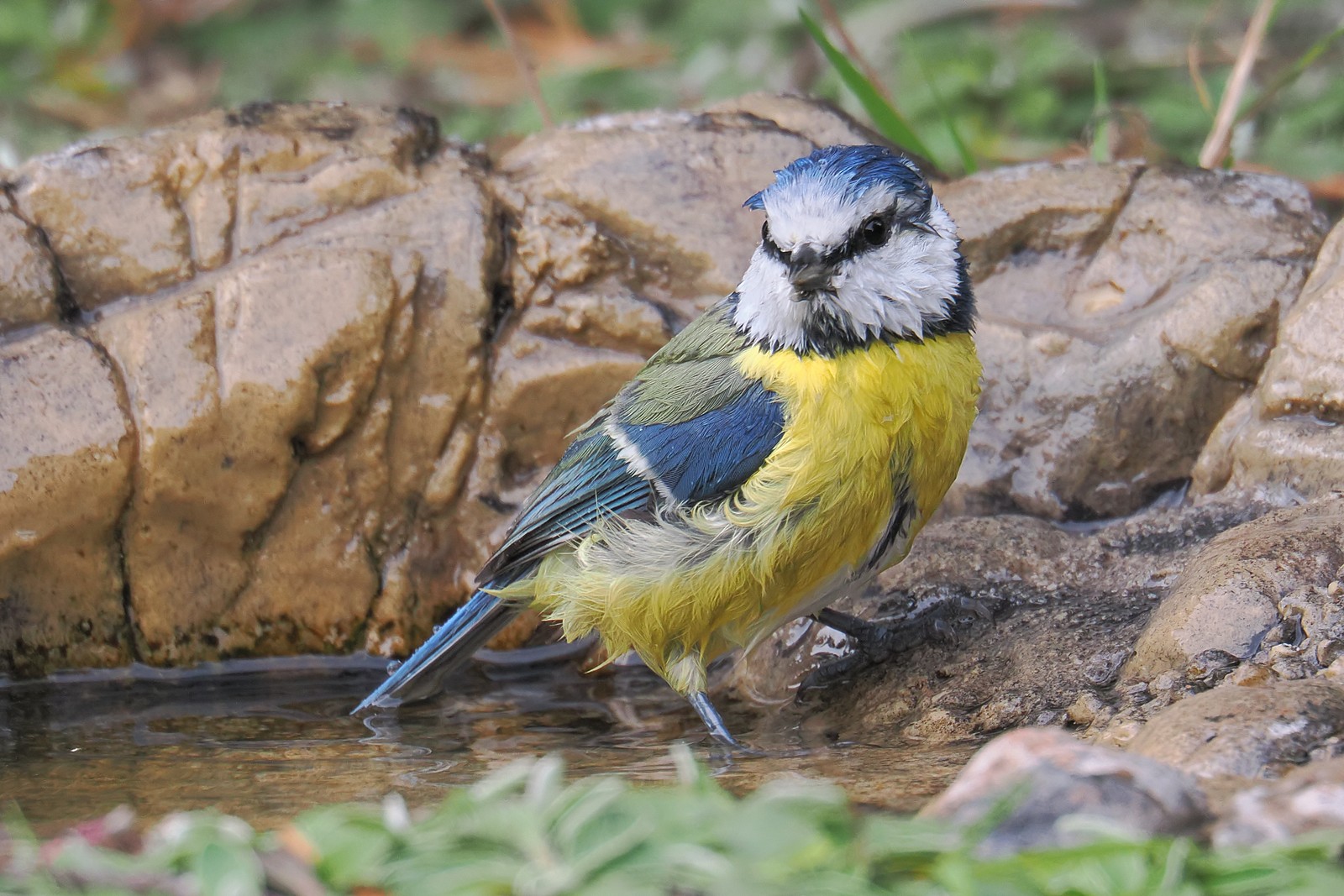 Nazwa:  modraszka130587jf.jpg
Wyświetleń: 200
Rozmiar:  386,6 KB