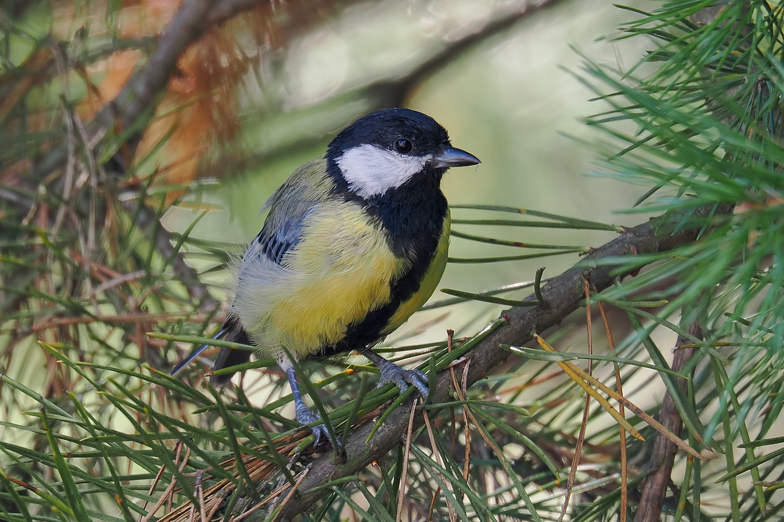 Nazwa:  bogatka070343jf.jpg
Wyświetleń: 217
Rozmiar:  486,6 KB