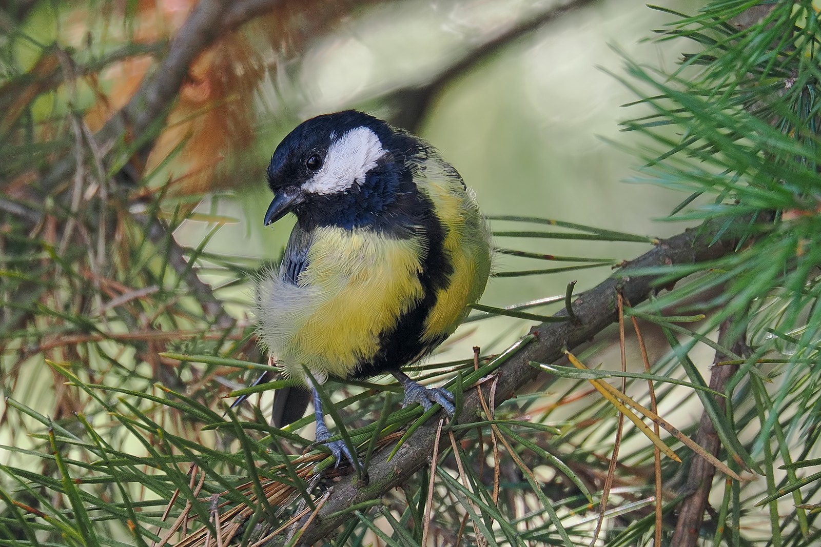 Nazwa:  bogatka070425jf.jpg
Wyświetleń: 199
Rozmiar:  478,5 KB