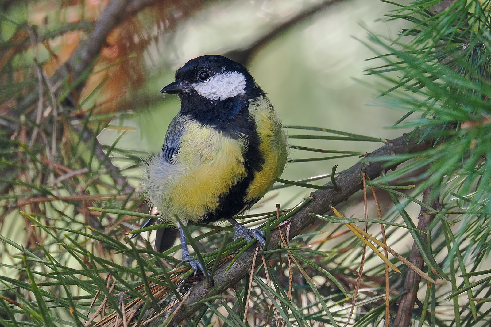 Nazwa:  bogatka070440jf.jpg
Wyświetleń: 207
Rozmiar:  501,1 KB