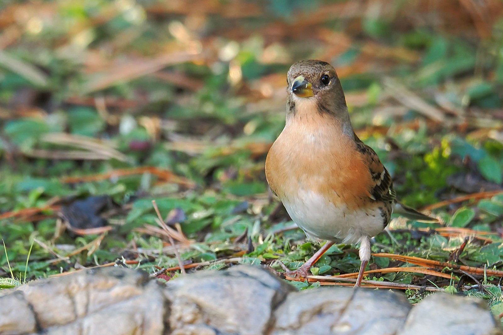 Nazwa:  jer152218jf.jpg
Wyświetleń: 177
Rozmiar:  334,1 KB