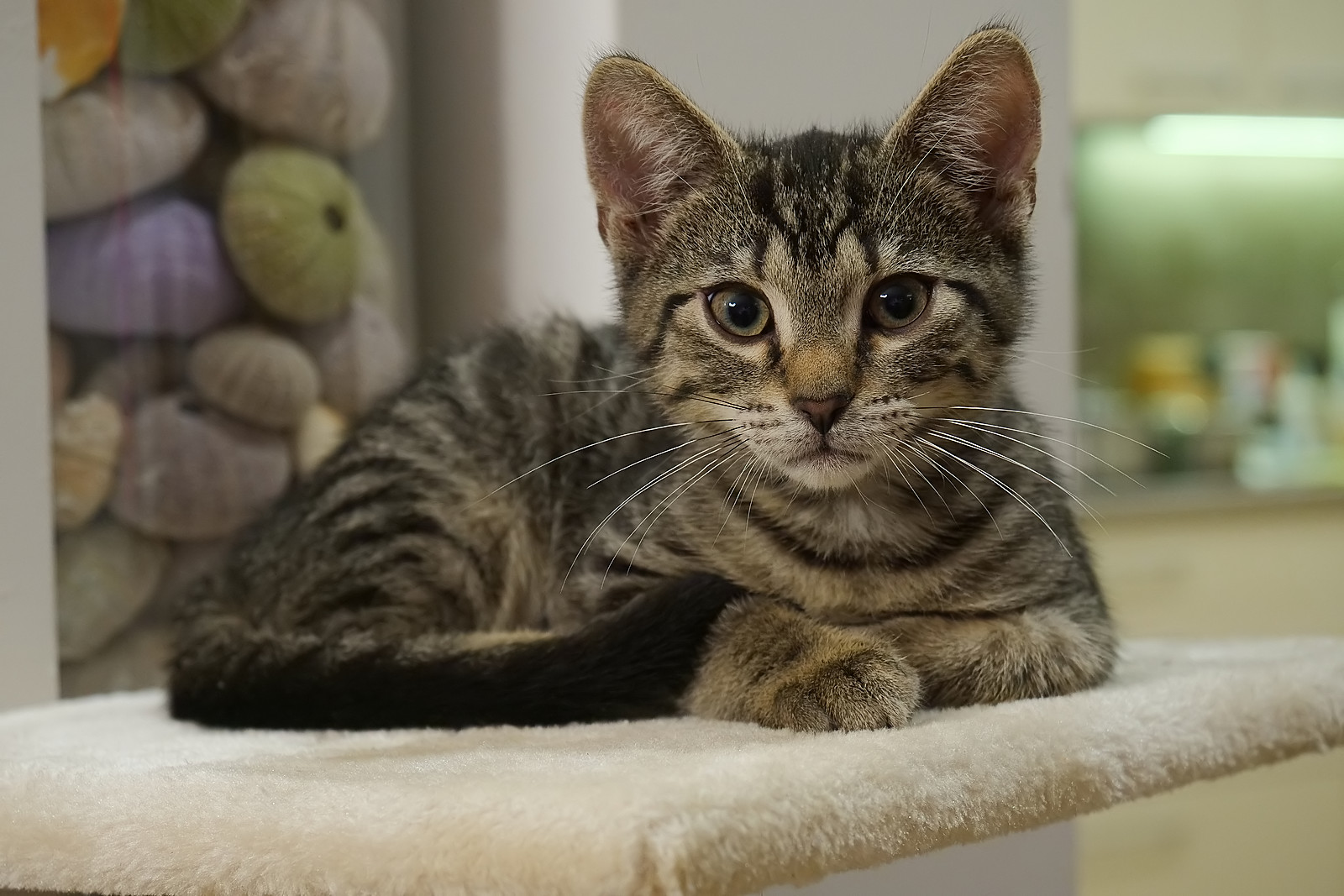 Nazwa:  kot133558df.jpg
Wyświetleń: 183
Rozmiar:  364,3 KB