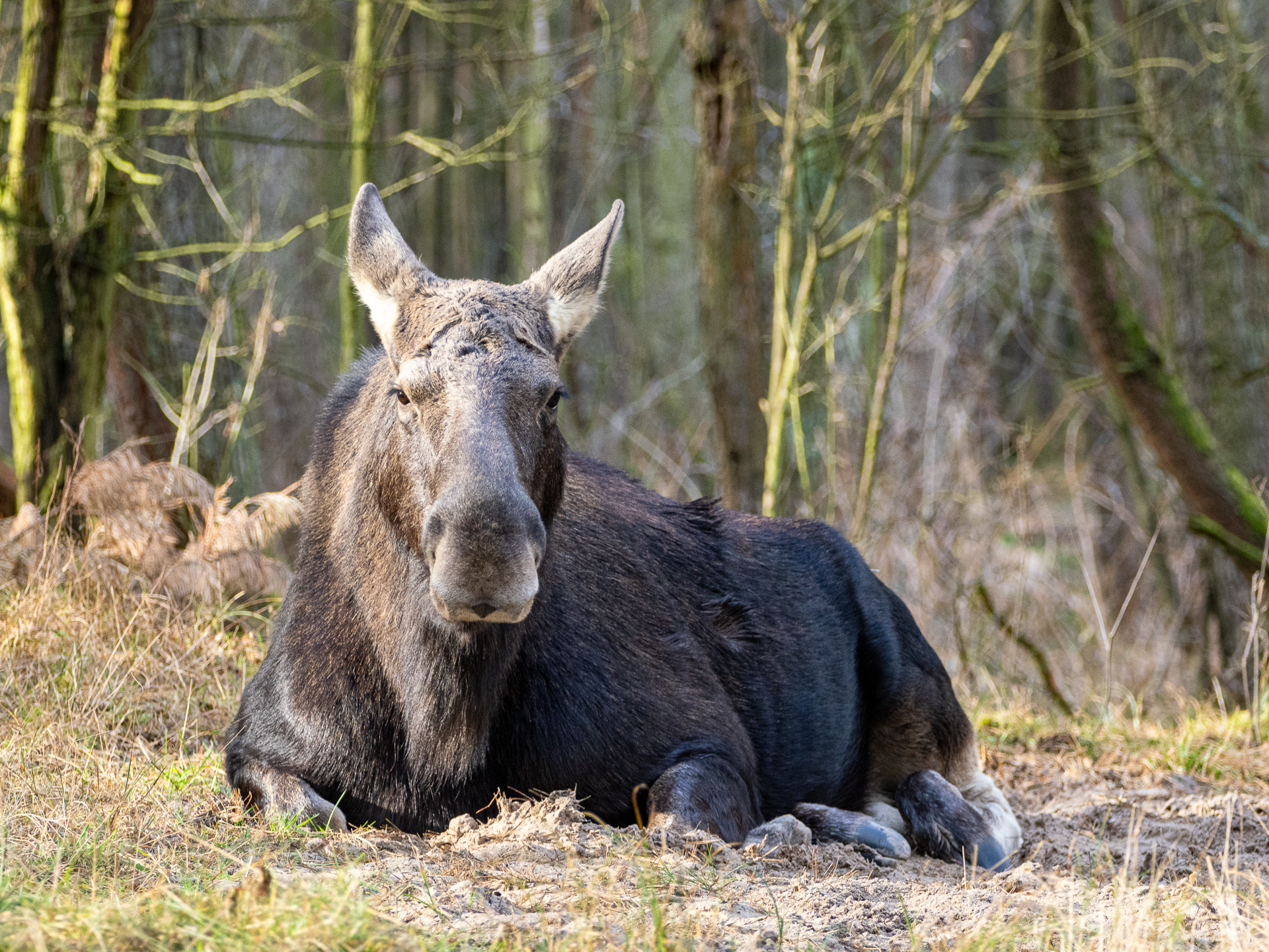 Nazwa:  _2010113.jpg
Wyświetleń: 190
Rozmiar:  2,53 MB