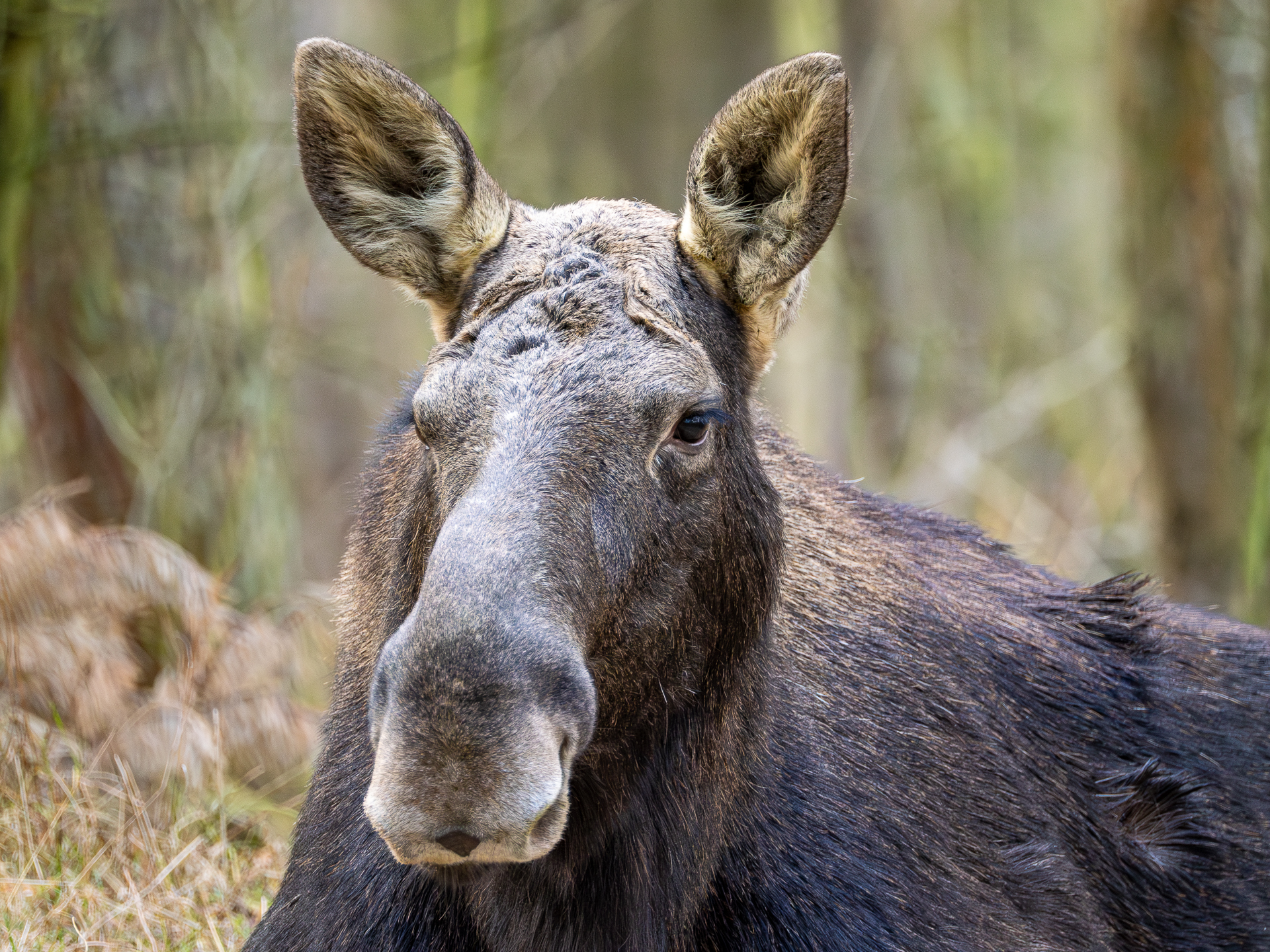 Nazwa:  _2010087-Poprawione-Szum.jpg
Wyświetleń: 172
Rozmiar:  2,45 MB
