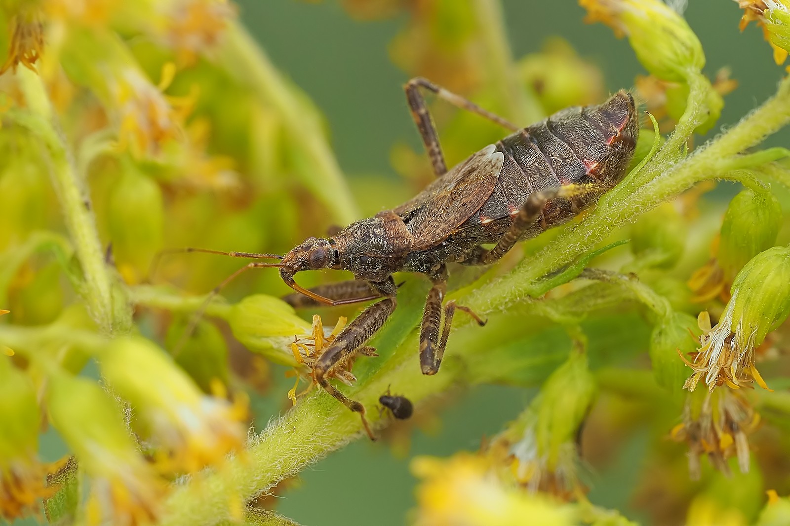 Nazwa:  54329629113_b39d4d0be4_o.jpg
Wyświetleń: 59
Rozmiar:  294,1 KB