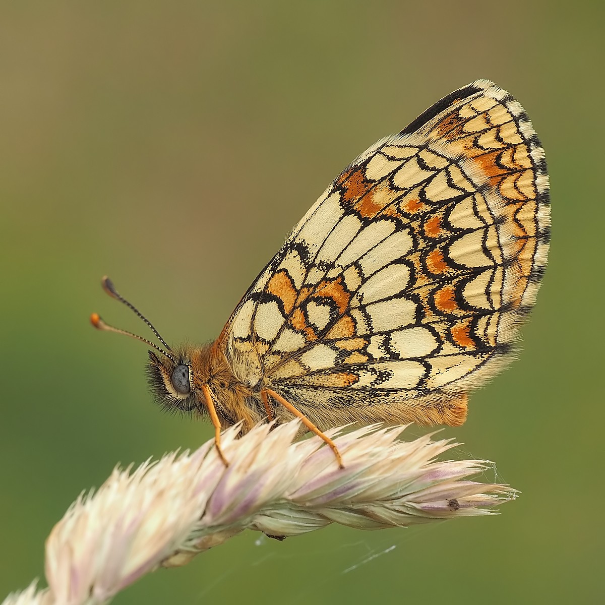 Nazwa:  przeplatka065823mf.jpg
Wyświetleń: 48
Rozmiar:  292,0 KB