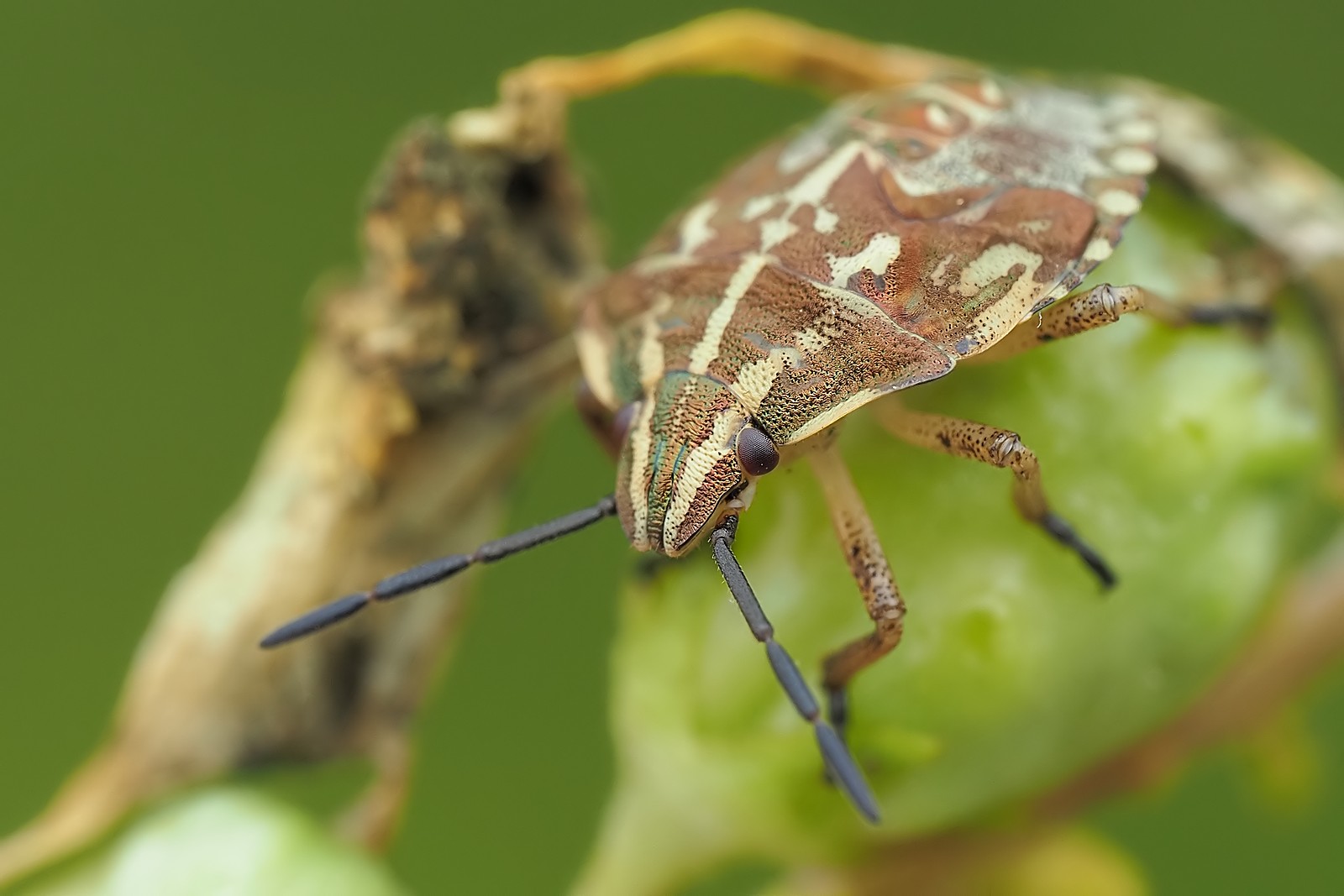 Nazwa:  54336312784_a1f956fc83_o.jpg
Wyświetleń: 47
Rozmiar:  177,9 KB