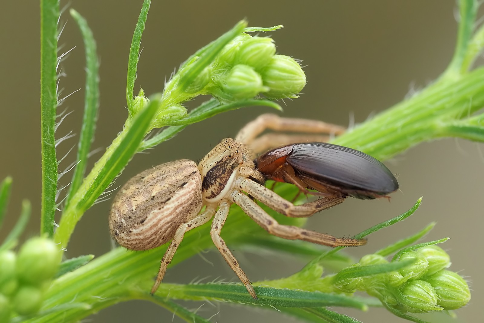 Nazwa:  54337707844_cf7da6d7b7_o.jpg
Wyświetleń: 40
Rozmiar:  267,0 KB