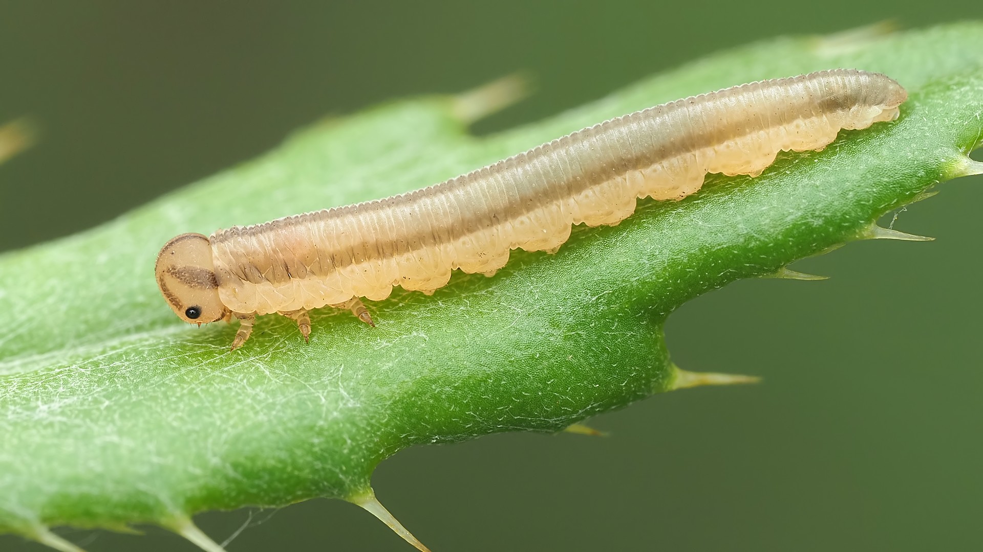 Nazwa:  54339093097_ce6c9307cf_o.jpg
Wyświetleń: 35
Rozmiar:  336,3 KB