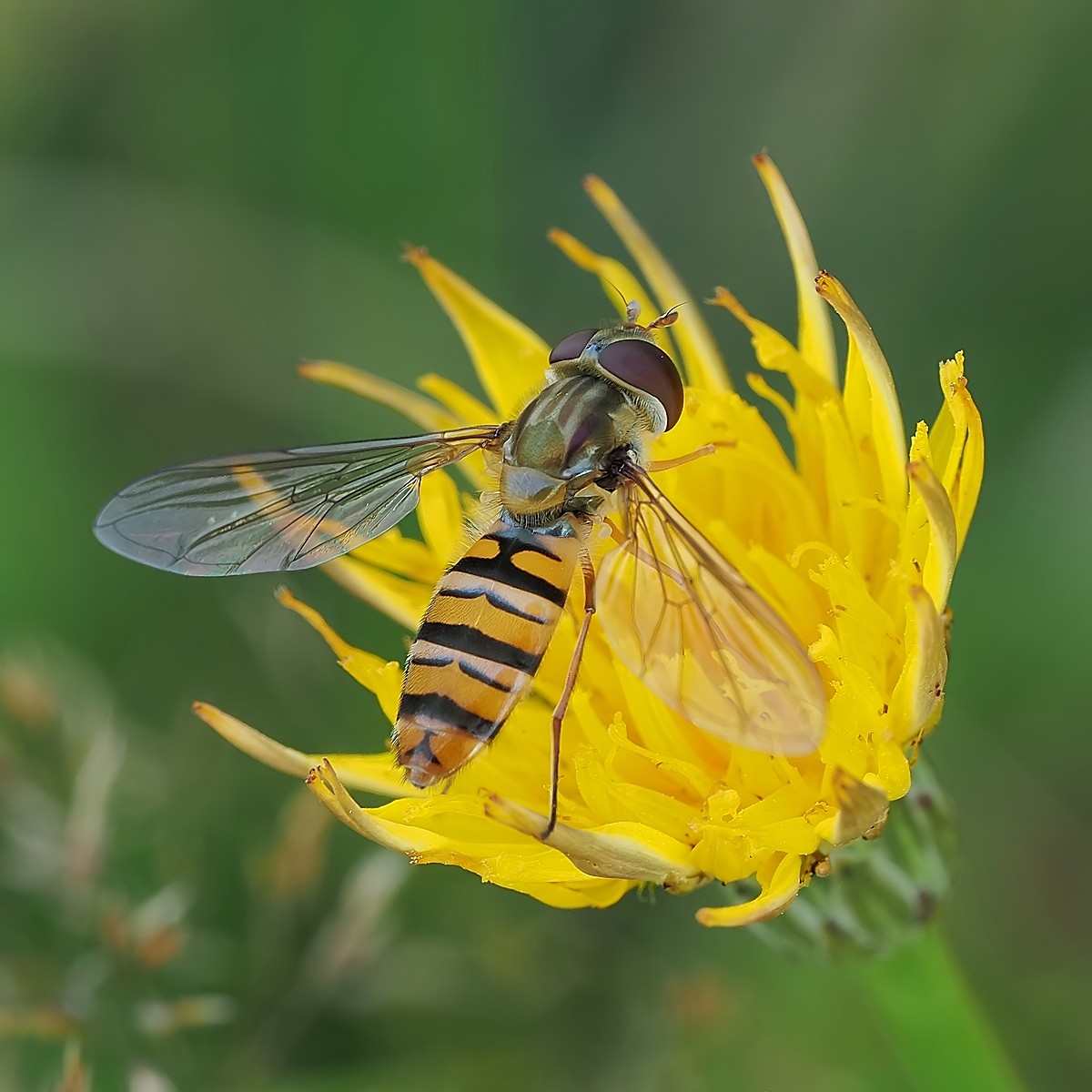 Nazwa:  54342110838_cde90f6752_o.jpg
Wyświetleń: 27
Rozmiar:  178,3 KB