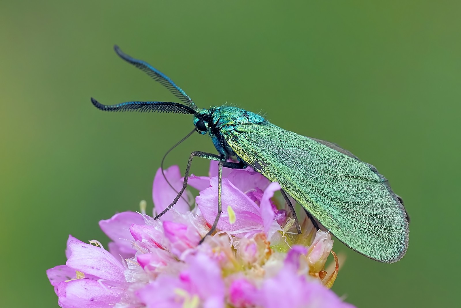 Nazwa:  54344092904_eeecfe92b5_o.jpg
Wyświetleń: 29
Rozmiar:  250,6 KB