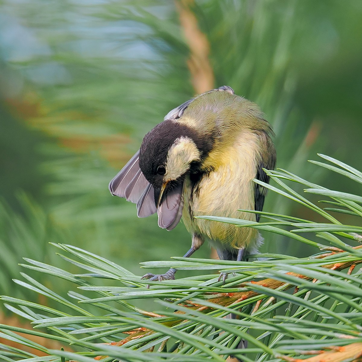 Nazwa:  bogatka013851jf.jpg
Wyświetleń: 73
Rozmiar:  387,1 KB