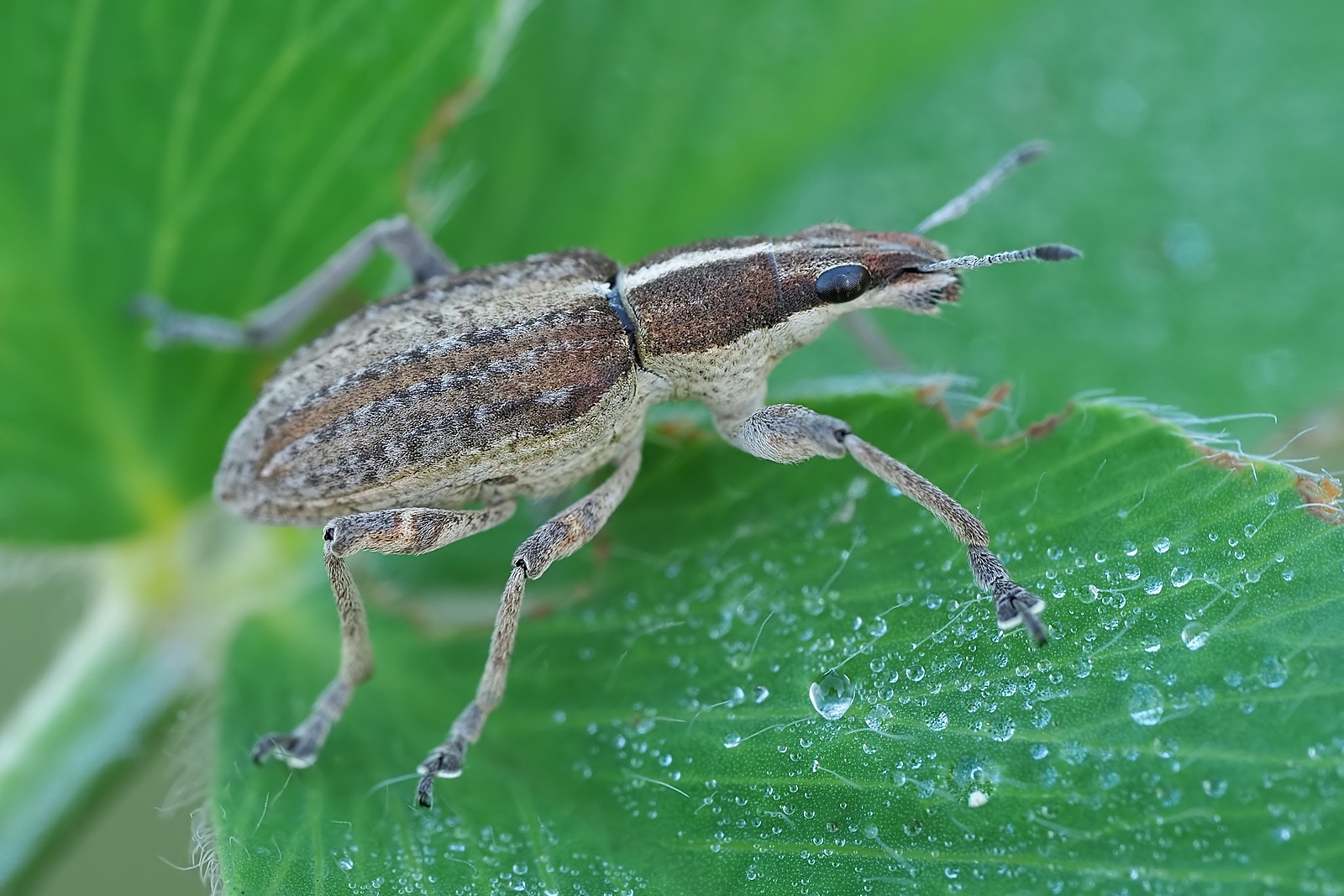 Nazwa:  54361634690_0cfc6a2c6f_o.jpg
Wyświetleń: 107
Rozmiar:  320,4 KB