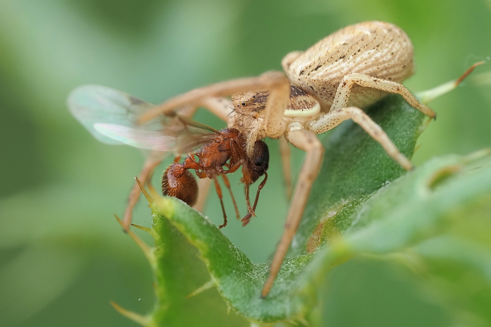 Nazwa:  54382946745_669aaf6730_o.jpg
Wyświetleń: 83
Rozmiar:  234,9 KB