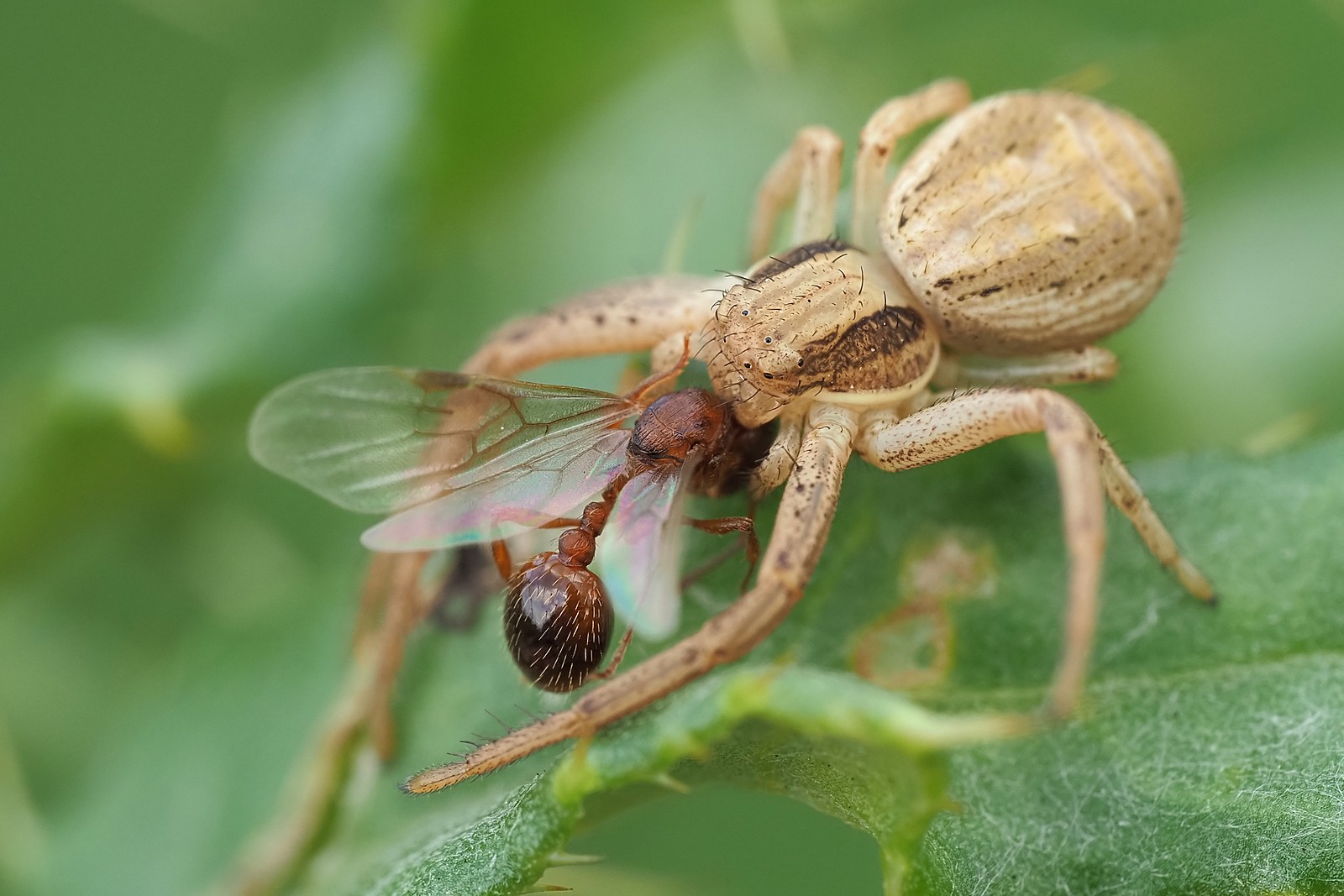 Nazwa:  54382560446_05a8e6dfe0_o.jpg
Wyświetleń: 81
Rozmiar:  265,1 KB