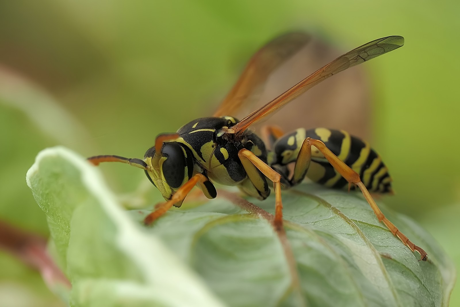 Nazwa:  54382654766_3d6164ebd5_o.jpg
Wyświetleń: 82
Rozmiar:  175,6 KB