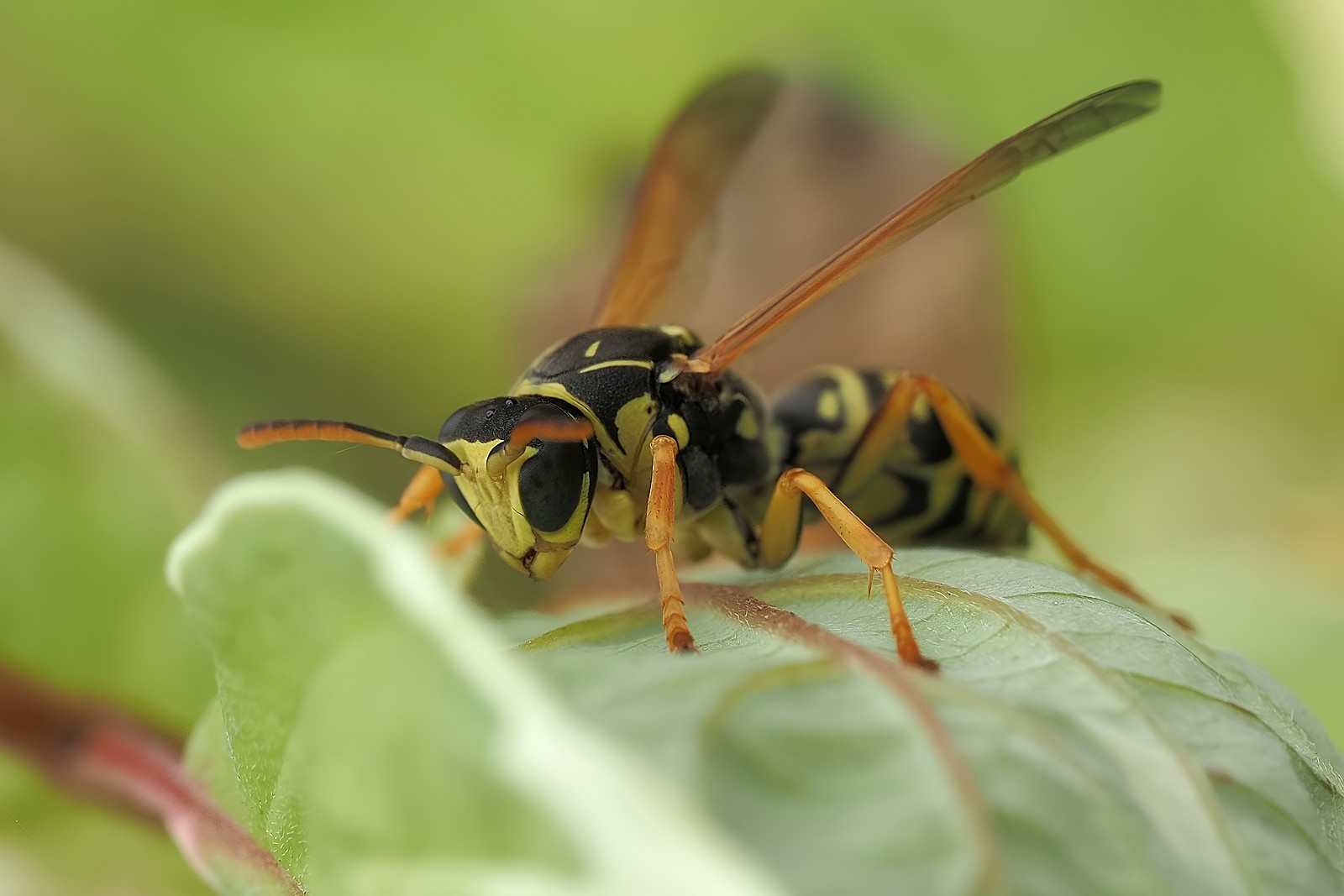 Nazwa:  54381778267_9f2433f636_o.jpg
Wyświetleń: 82
Rozmiar:  150,8 KB