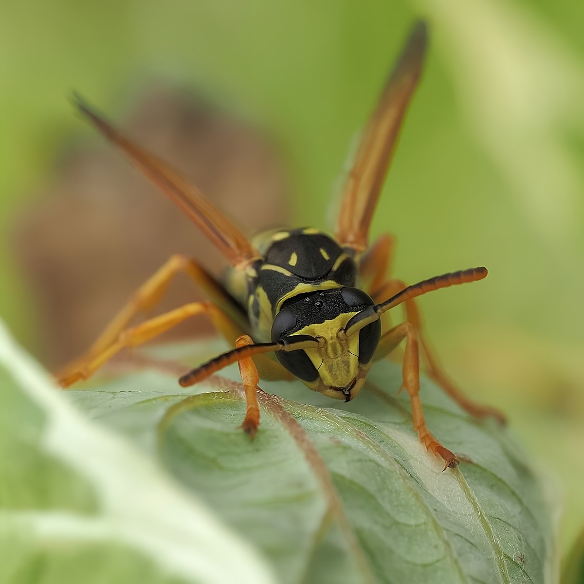 Nazwa:  54381778242_83eda3fa26_o.jpg
Wyświetleń: 81
Rozmiar:  135,7 KB