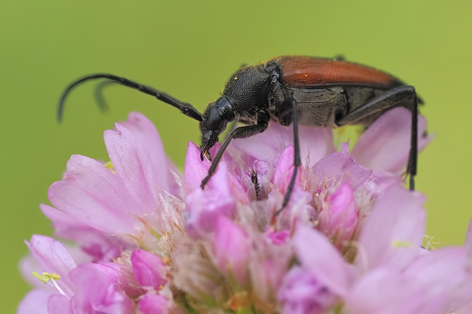 Nazwa:  54386903139_1ab9ae8fbc_o.jpg
Wyświetleń: 64
Rozmiar:  205,8 KB