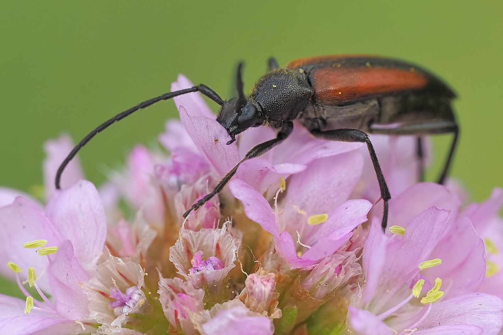 Nazwa:  54385832577_76e235bbf3_o.jpg
Wyświetleń: 64
Rozmiar:  241,1 KB