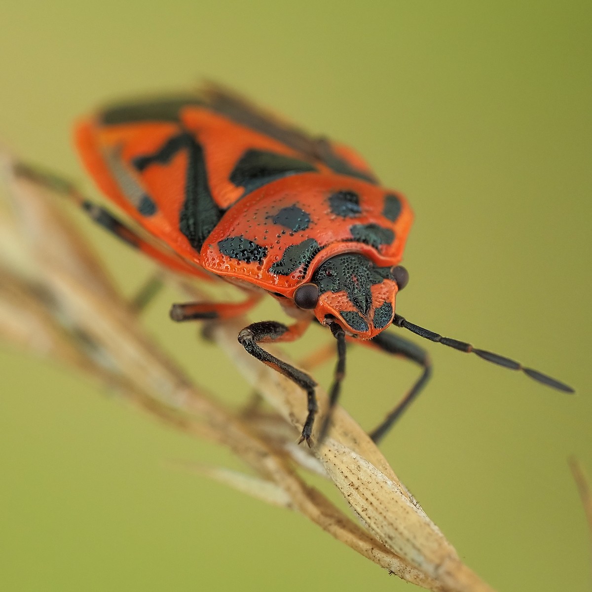 Nazwa:  54387102040_2833d71f58_o.jpg
Wyświetleń: 48
Rozmiar:  170,9 KB