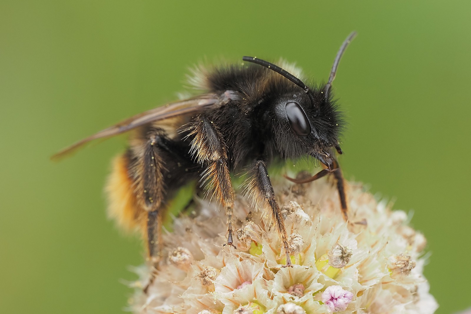 Nazwa:  54385867592_8237da8233_o.jpg
Wyświetleń: 40
Rozmiar:  255,9 KB