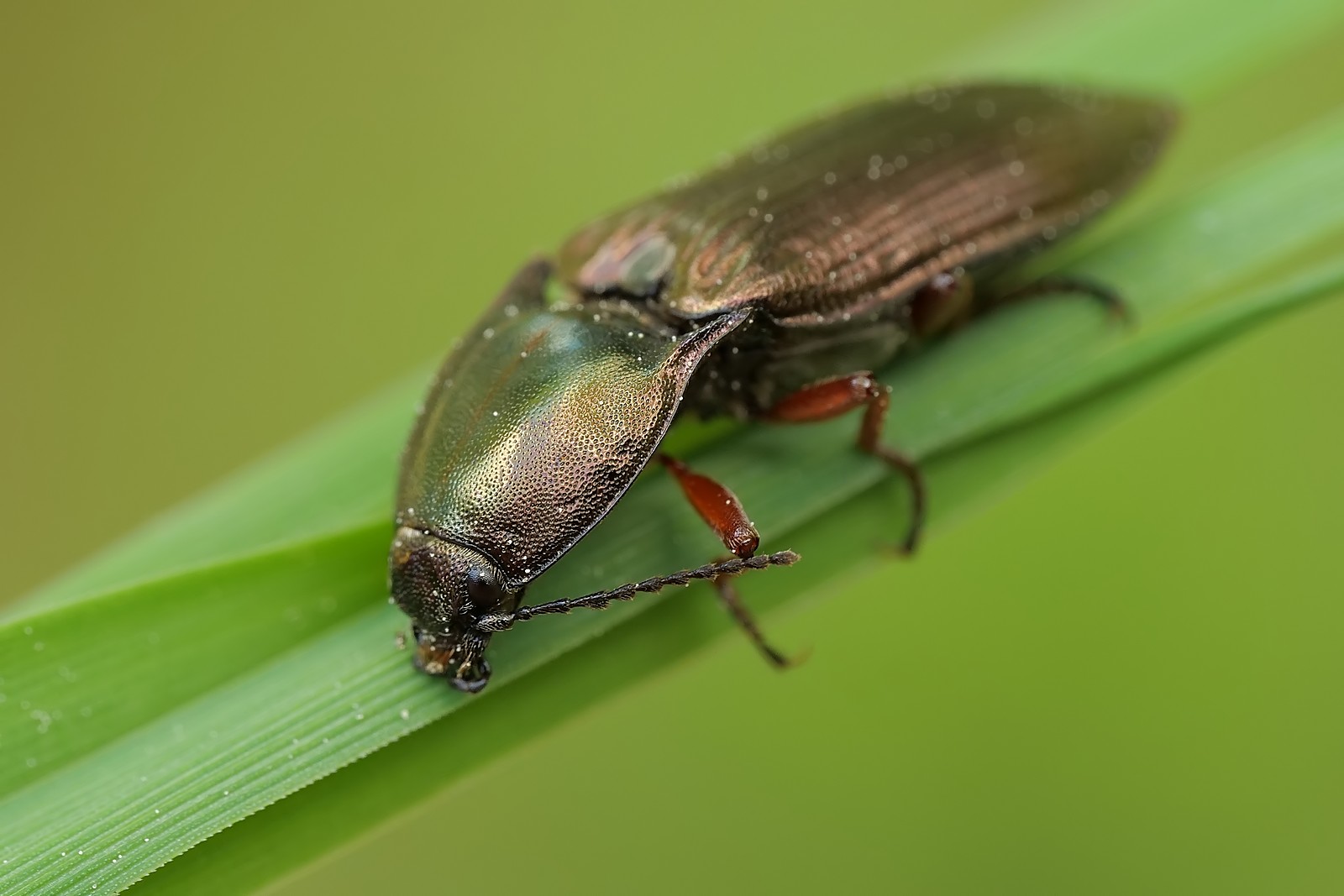 Nazwa:  54387181315_9bca68450e_o.jpg
Wyświetleń: 33
Rozmiar:  157,1 KB