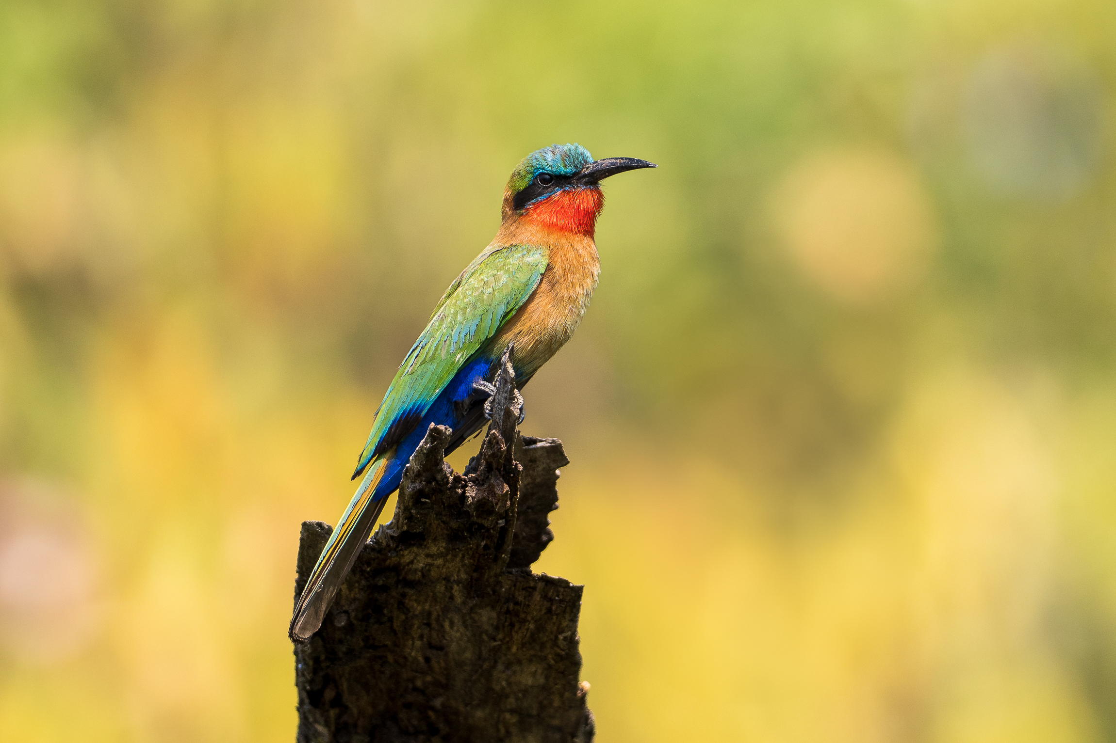 Nazwa:  P2221811.jpg
Wyświetleń: 123
Rozmiar:  1,83 MB