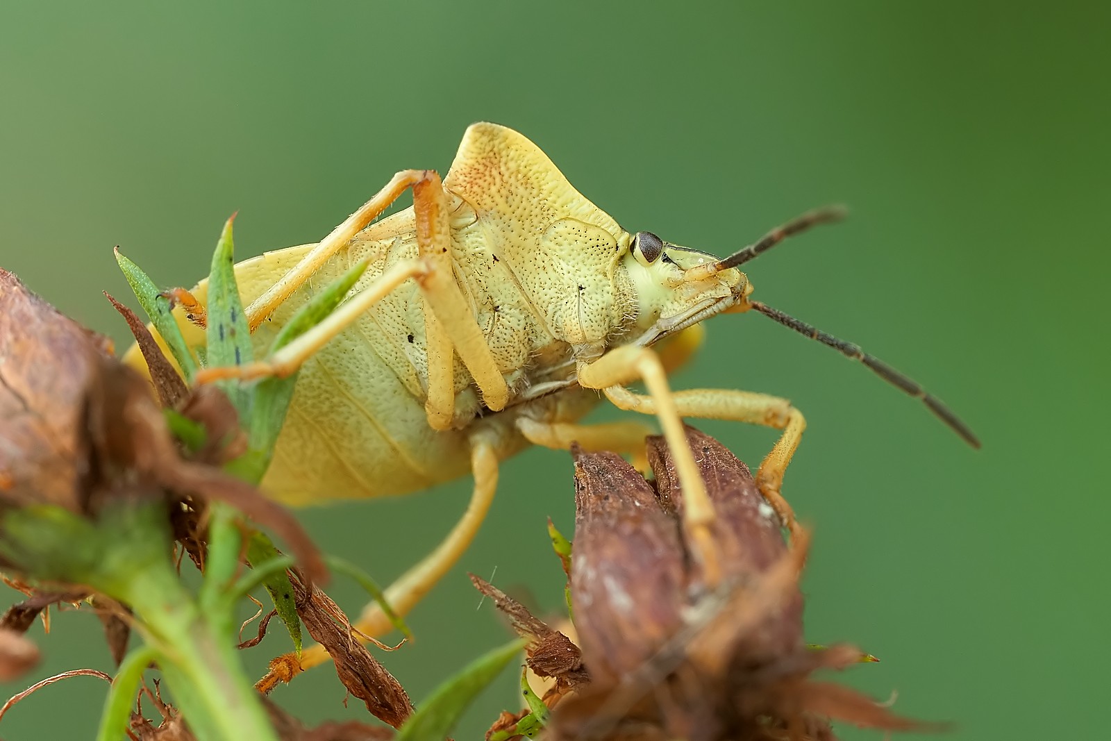 Nazwa:  54385991462_926ea727e9_o.jpg
Wyświetleń: 31
Rozmiar:  221,0 KB