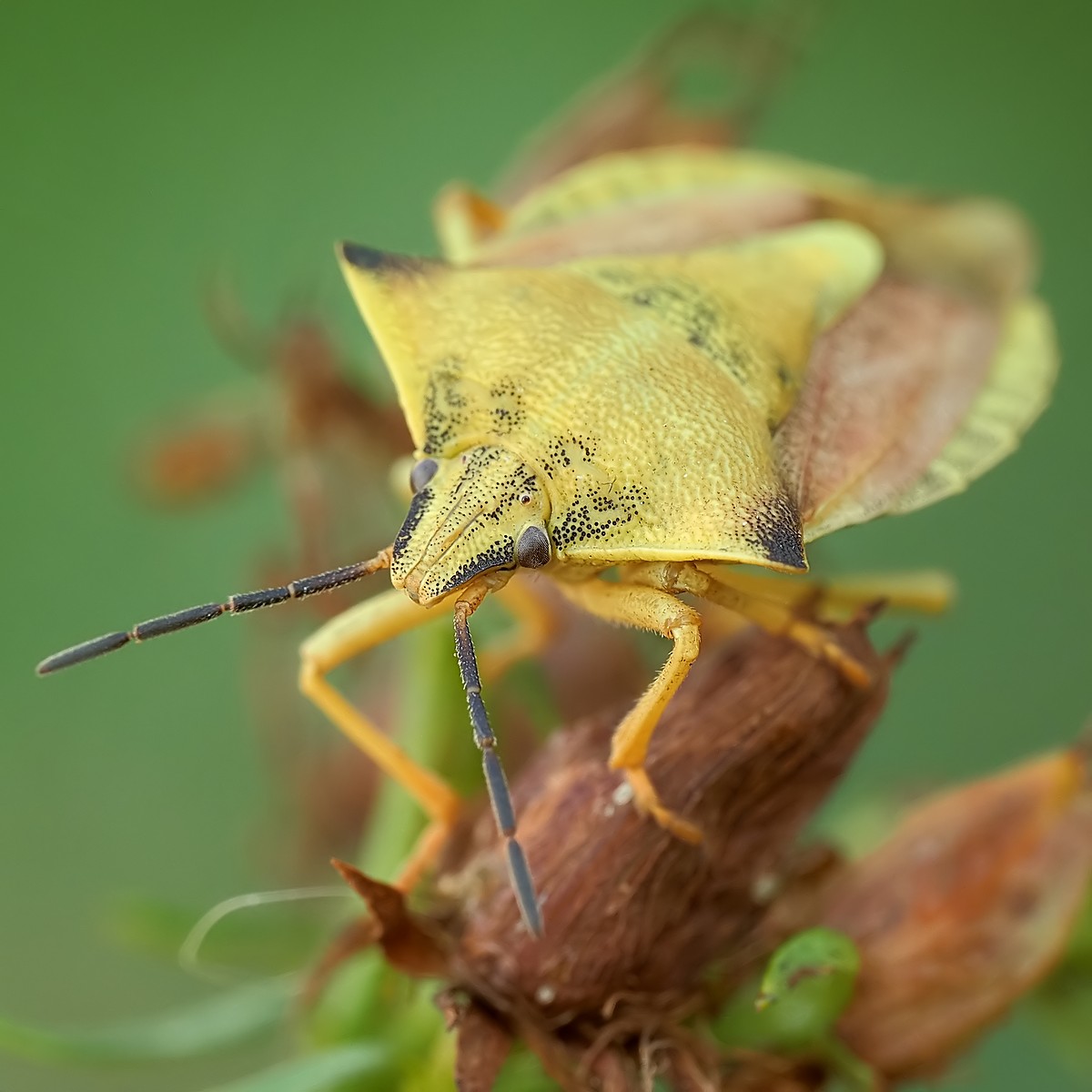 Nazwa:  54386874636_d1415956b5_o.jpg
Wyświetleń: 29
Rozmiar:  156,1 KB