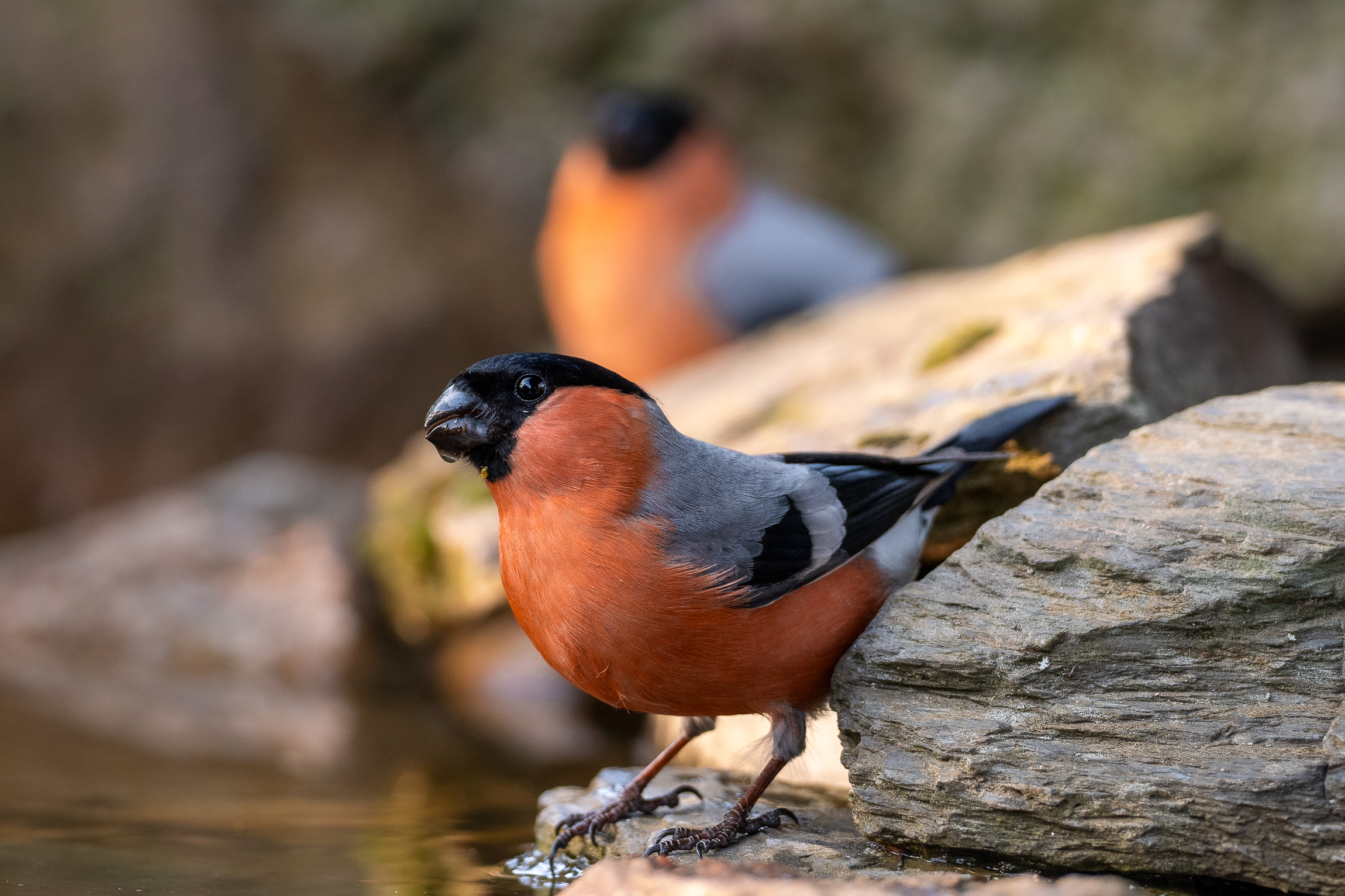 Nazwa:  P3220072.jpg
Wyświetleń: 85
Rozmiar:  2,44 MB