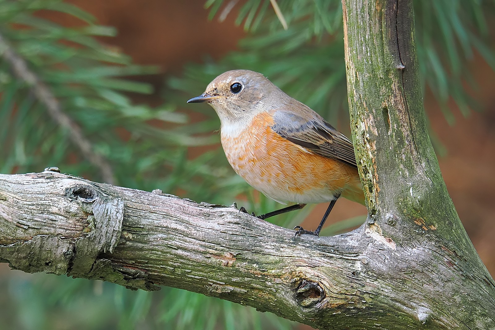 Nazwa:  pleszka112130jf.jpg
Wyświetleń: 78
Rozmiar:  571,7 KB