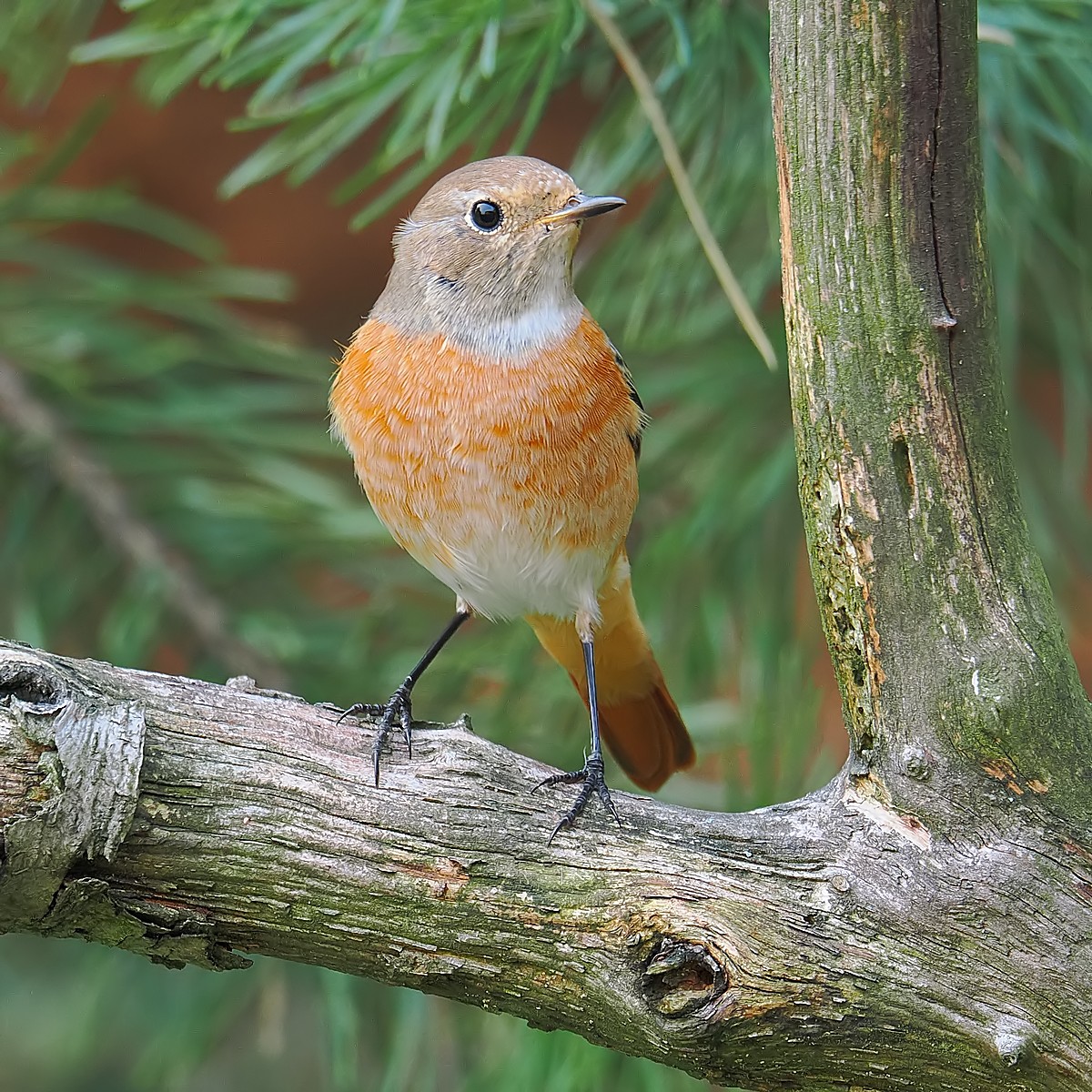 Nazwa:  pleszka112142jf.jpg
Wyświetleń: 75
Rozmiar:  486,2 KB