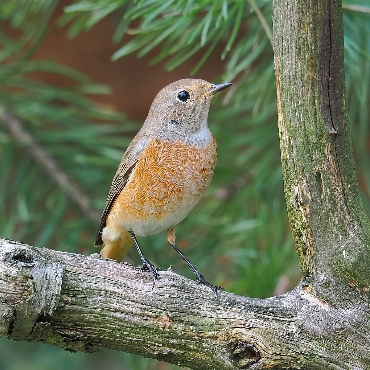 Nazwa:  pleszka112170jf.jpg
Wyświetleń: 76
Rozmiar:  490,1 KB