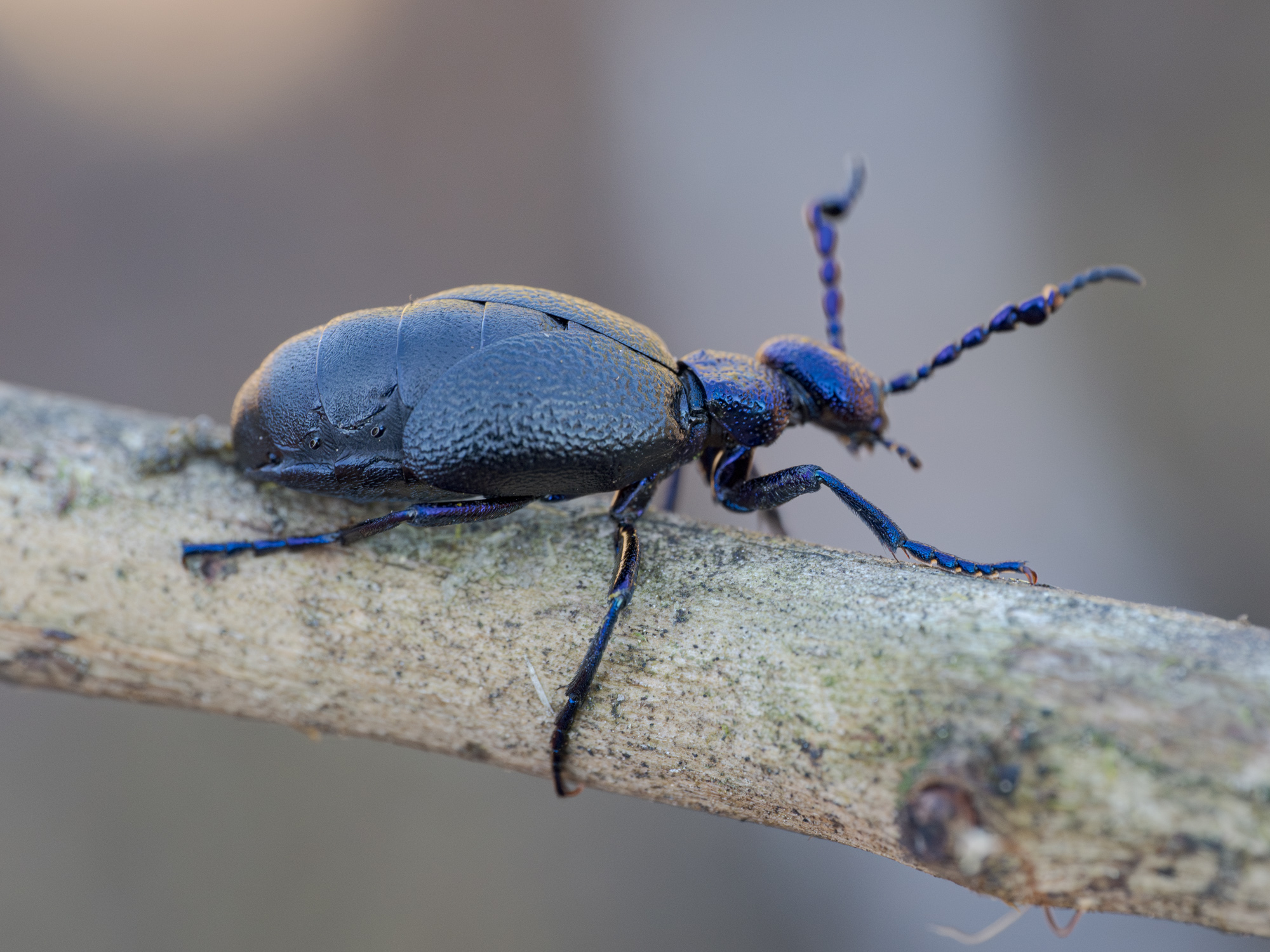 Nazwa:  Meloe proscarabaeus - Oleica krówka - 20250316_135303_2000.jpg
Wyświetleń: 105
Rozmiar:  911,2 KB