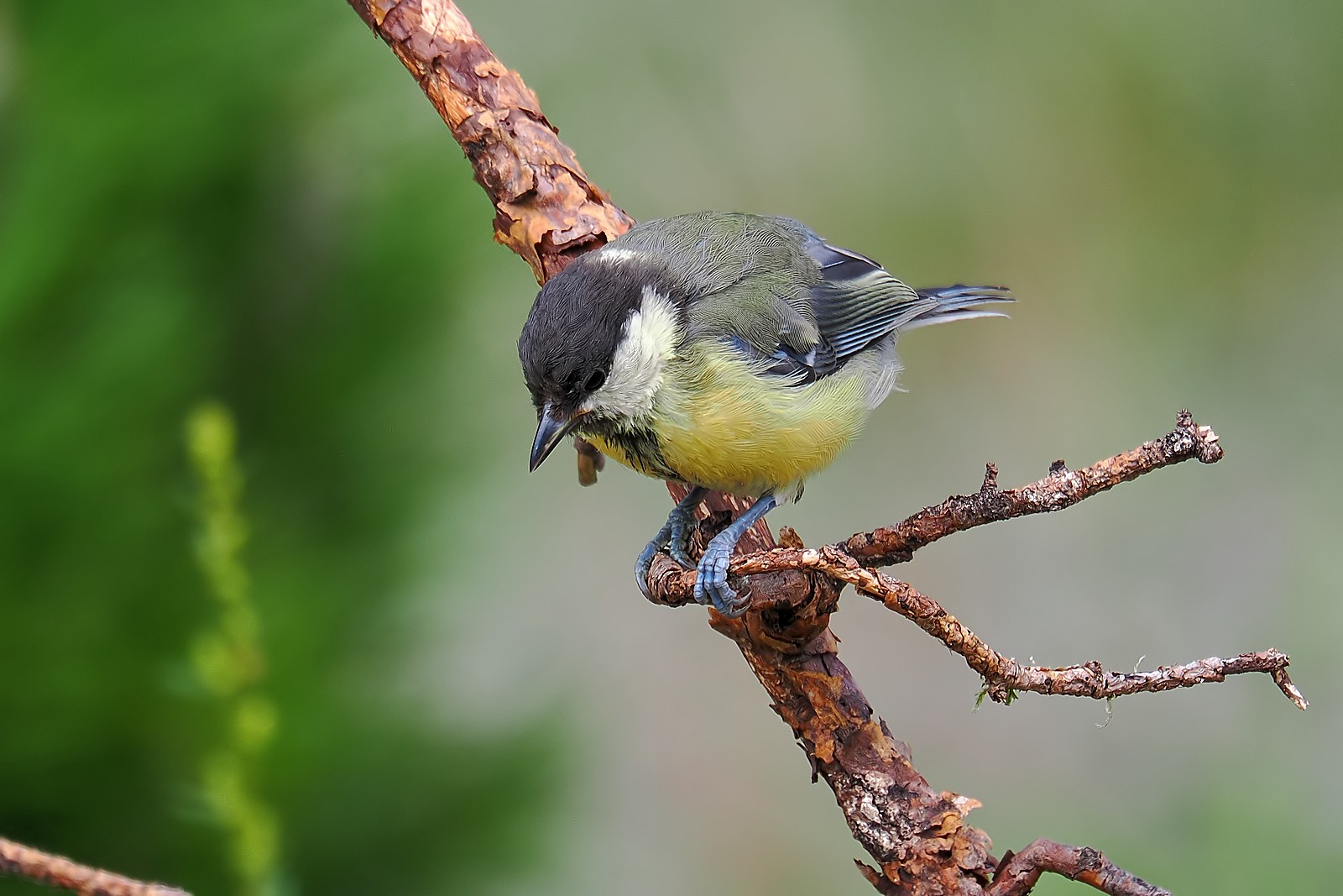 Nazwa:  bogatka034558jf.jpg
Wyświetleń: 123
Rozmiar:  246,6 KB