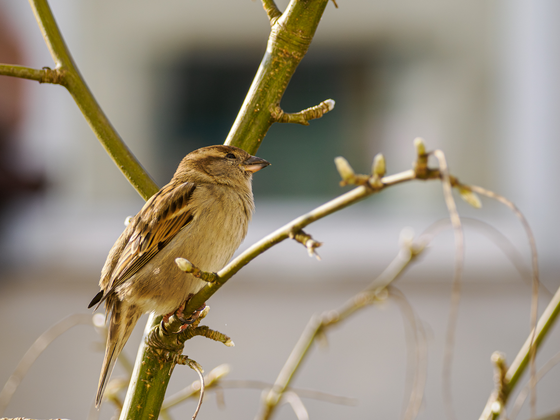 Nazwa:  _3295556-Poprawione-Szum.jpg
Wyświetleń: 109
Rozmiar:  1,60 MB