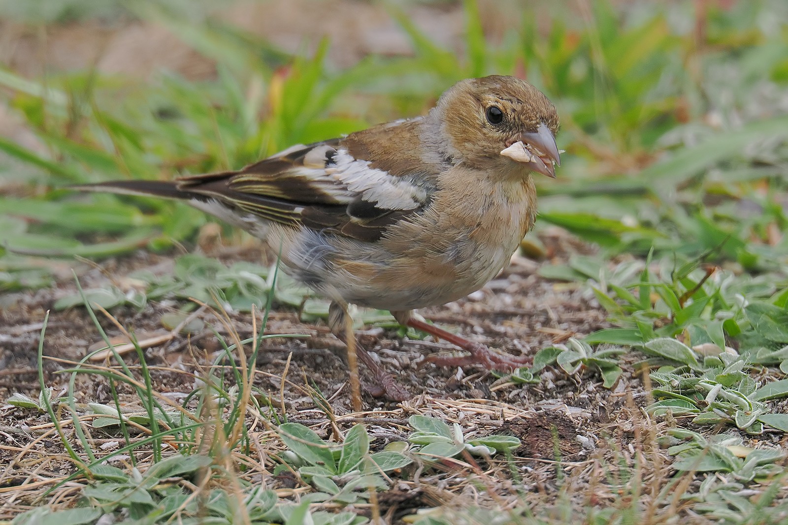 Nazwa:  zięba054035jf.jpg
Wyświetleń: 91
Rozmiar:  469,8 KB