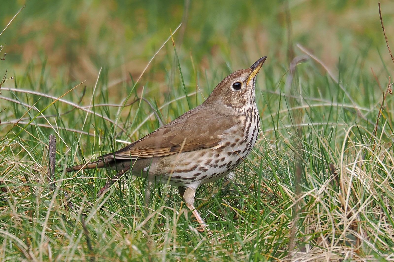 Nazwa:  drozd śpiewak191418jf.jpg
Wyświetleń: 77
Rozmiar:  525,2 KB