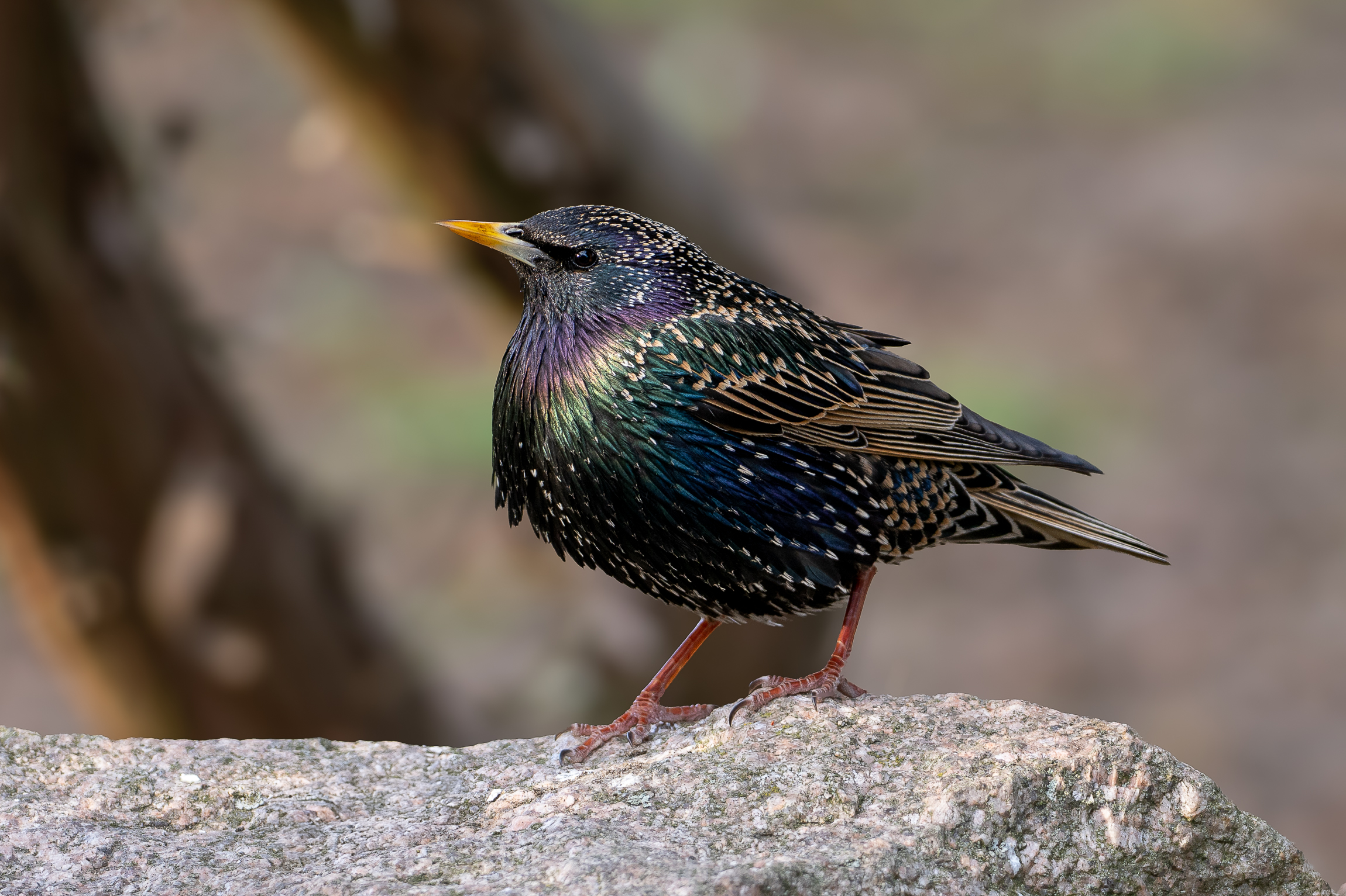 Nazwa:  P4040033.jpg
Wyświetleń: 65
Rozmiar:  1,69 MB