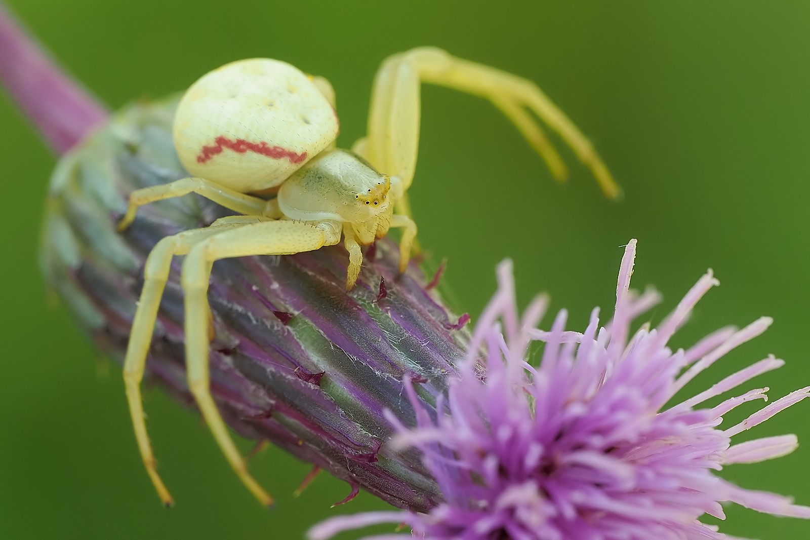 Nazwa:  54464856258_f4e6ccaedc_o.jpg
Wyświetleń: 35
Rozmiar:  201,7 KB