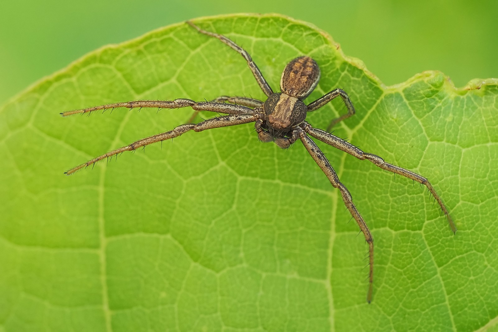 Nazwa:  54472951772_0d728ab1f2_o.jpg
Wyświetleń: 27
Rozmiar:  264,8 KB