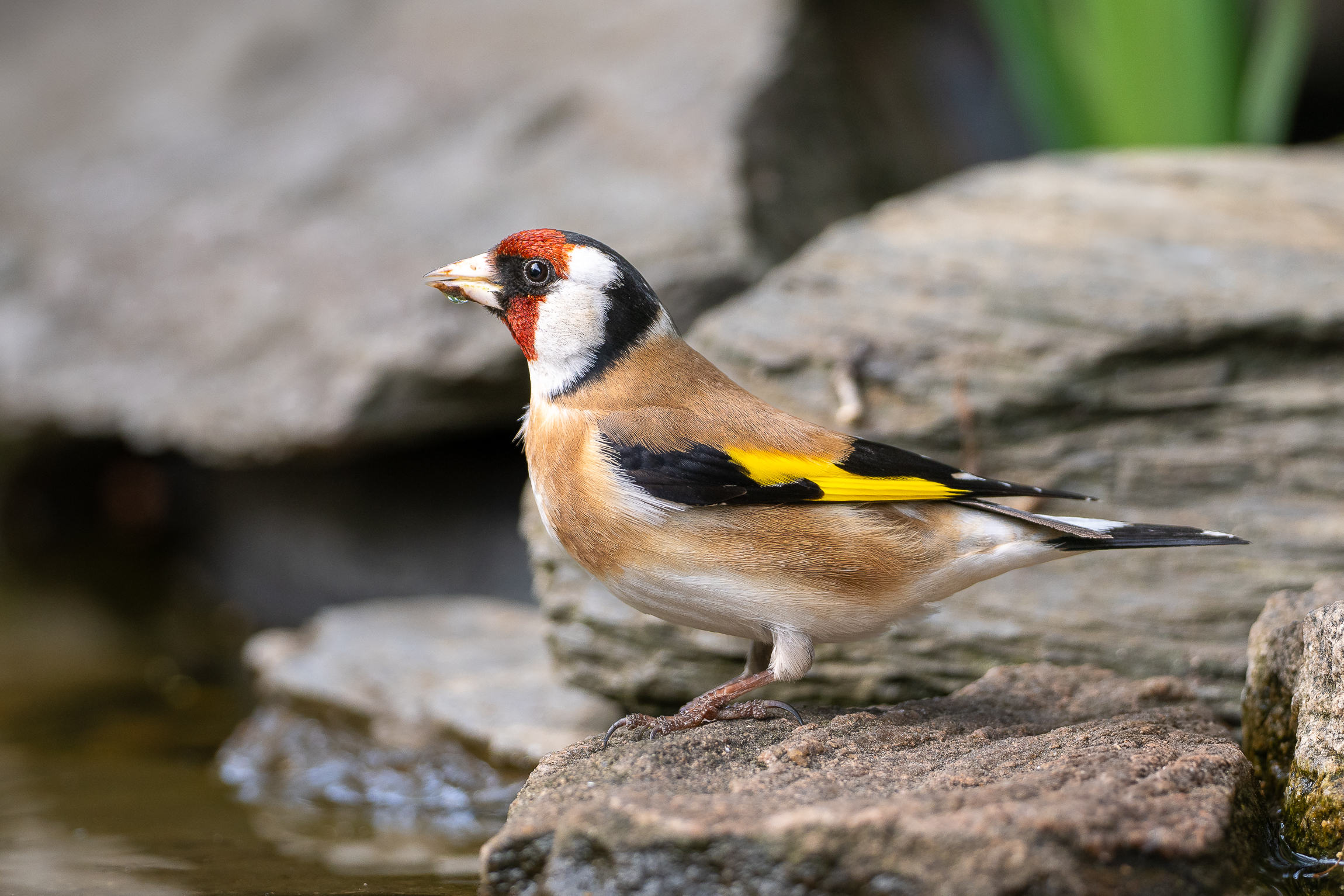 Nazwa:  P5020078.jpg
Wyświetleń: 131
Rozmiar:  2,29 MB