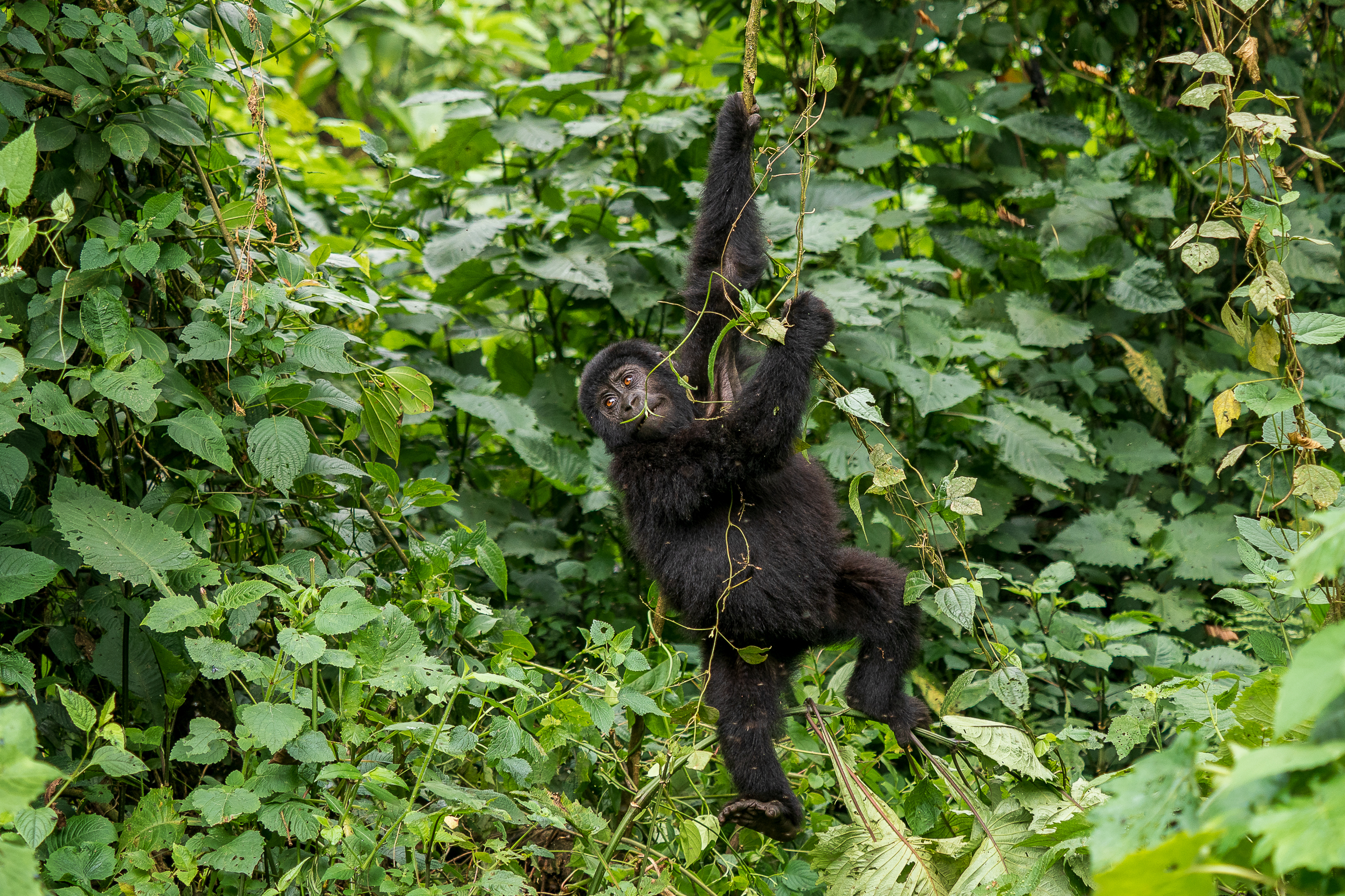 Nazwa:  P2140646.jpg
Wyświetleń: 98
Rozmiar:  4,24 MB